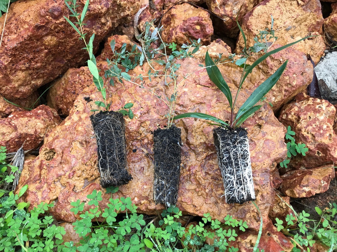 3 seedlings lying on a rock