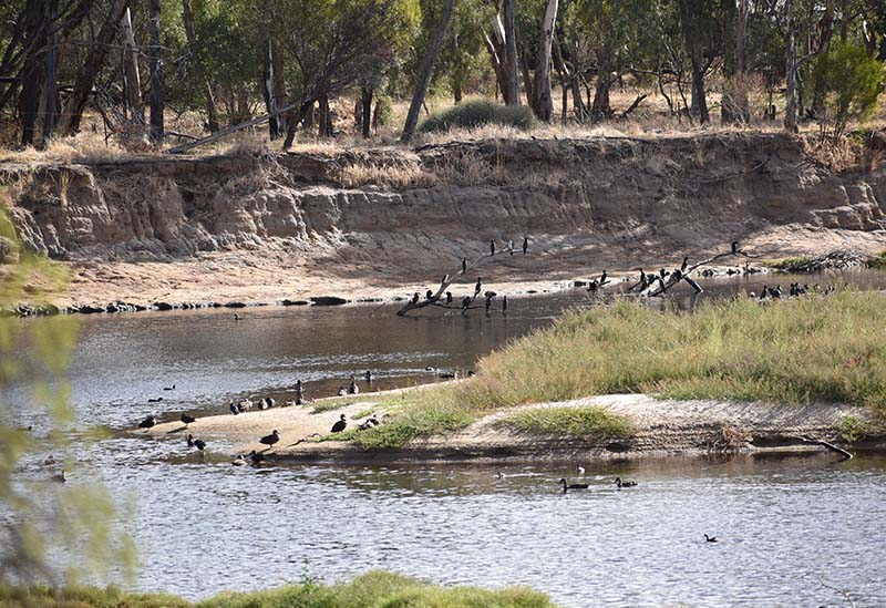 various water birds on the banks of the Avon River, Toodyay