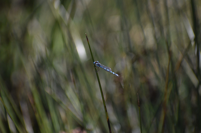 A blue damsel fly on a reed on the banks of the Avon River, Toodyay