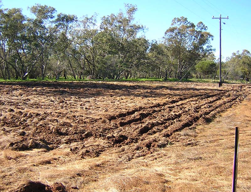 Seed Orchard soil preparation at Lloyd reserve. Image of an area dug up and ready for sewing.