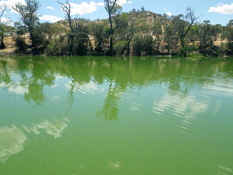 Downstream effects -Algal Bloom Millards Pool