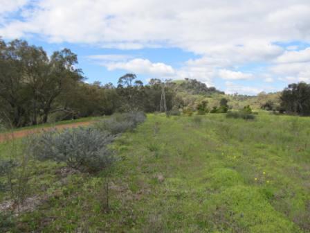 Revegetation plot, Millards Pool