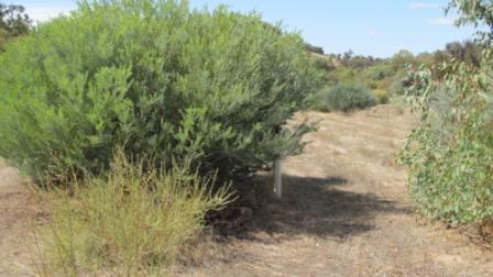 Revegetation plot, Millards Pool