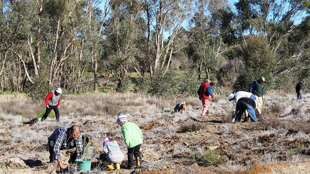 Malkup Brook revegetation